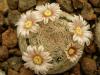 Mammillaria wohlschlageri Fresnillo - Кактусы и суккуленты из Харькова от Оли и Сергея Мирошниченко