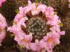 Mammillaria sheldonii - Кактусы и суккуленты из Харькова от Оли и Сергея Мирошниченко