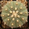 Astrophytum asterias cultivar 'multicostatus' - Кактусы и суккуленты из Харькова от Оли и Сергея Мирошниченко