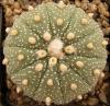 Astrophytum asterias f multicostatus - Кактусы и суккуленты из Харькова от Оли и Сергея Мирошниченко