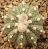 Astrophytum  cultivar 'multicostatus' - Кактусы и суккуленты из Харькова от Оли и Сергея Мирошниченко