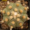 Astrophytum cultivar 'Ooibo' - Кактусы и суккуленты из Харькова от Оли и Сергея Мирошниченко