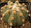 Astrophytum cultivar 'Ooibo' - Кактусы и суккуленты из Харькова от Оли и Сергея Мирошниченко