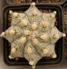 Astrophytum cultivar - Кактусы и суккуленты из Харькова от Оли и Сергея Мирошниченко