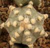 Astrophytum cultivar - Кактусы и суккуленты из Харькова от Оли и Сергея Мирошниченко