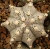 Astrophytum cultivar - Кактусы и суккуленты из Харькова от Оли и Сергея Мирошниченко