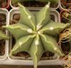 Astrophytum myriostigma f nudum 7 ribs - Кактусы и суккуленты из Харькова от Оли и Сергея Мирошниченко