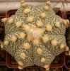 Astrophytum cultivar - Кактусы и суккуленты из Харькова от Оли и Сергея Мирошниченко