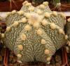 Astrophytum cultivar - Кактусы и суккуленты из Харькова от Оли и Сергея Мирошниченко