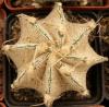 Astrophytum niveum v albispinum - Кактусы и суккуленты из Харькова от Оли и Сергея Мирошниченко