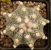 Astrophytum cultivar - Кактусы и суккуленты из Харькова от Оли и Сергея Мирошниченко