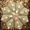 Astrophytum cultivar - Кактусы и суккуленты из Харькова от Оли и Сергея Мирошниченко