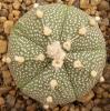 Astrophytum cultivar 5 ribs - Кактусы и суккуленты из Харькова от Оли и Сергея Мирошниченко