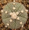 Astrophytum cultivar 5 ribs - Кактусы и суккуленты из Харькова от Оли и Сергея Мирошниченко