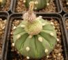 Astrophytum cultivar 'Fukuriyo' - Кактусы и суккуленты из Харькова от Оли и Сергея Мирошниченко