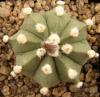 Astrophytum cultivar - Кактусы и суккуленты из Харькова от Оли и Сергея Мирошниченко