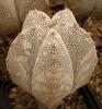 Astrophytum myriostigma cultivar 'Onzuka' - Кактусы и суккуленты из Харькова от Оли и Сергея Мирошниченко