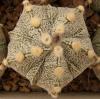 Astrophytum cultivar 'Fukuriyo' 5 ribs - Кактусы и суккуленты из Харькова от Оли и Сергея Мирошниченко