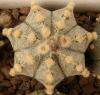 Astrophytum cultivar - Кактусы и суккуленты из Харькова от Оли и Сергея Мирошниченко