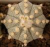 Astrophytum cultivar - Кактусы и суккуленты из Харькова от Оли и Сергея Мирошниченко