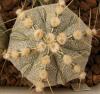 Astrophytum cultivar 'Fukuriyo' - Кактусы и суккуленты из Харькова от Оли и Сергея Мирошниченко