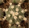 Astrophytum cultivar - Кактусы и суккуленты из Харькова от Оли и Сергея Мирошниченко