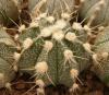 Astrophytum cultivar - Кактусы и суккуленты из Харькова от Оли и Сергея Мирошниченко