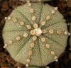 Astrophytum cultivar - Кактусы и суккуленты из Харькова от Оли и Сергея Мирошниченко