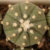 Astrophytum cultivar - Кактусы и суккуленты из Харькова от Оли и Сергея Мирошниченко