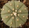 Astrophytum cultivar - Кактусы и суккуленты из Харькова от Оли и Сергея Мирошниченко