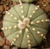 Astrophytum cultivar - Кактусы и суккуленты из Харькова от Оли и Сергея Мирошниченко