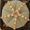 Astrophytum asterias cultivar 5 ribs - Кактусы и суккуленты из Харькова от Оли и Сергея Мирошниченко