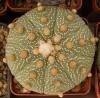 Astrophytum cultivar - Кактусы и суккуленты из Харькова от Оли и Сергея Мирошниченко