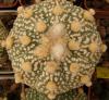 Astrophytum cultivar - Кактусы и суккуленты из Харькова от Оли и Сергея Мирошниченко