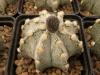 Astrophytum cultivar - Кактусы и суккуленты из Харькова от Оли и Сергея Мирошниченко