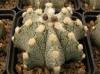 Astrophytum cultivar - Кактусы и суккуленты из Харькова от Оли и Сергея Мирошниченко