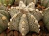 Astrophytum cultivar - Кактусы и суккуленты из Харькова от Оли и Сергея Мирошниченко