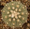 Astrophytum cultivar 'multicostatus' - Кактусы и суккуленты из Харькова от Оли и Сергея Мирошниченко