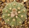 Astrophytum cultivar 'multicostatus' - Кактусы и суккуленты из Харькова от Оли и Сергея Мирошниченко