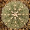 Astrophytum cultivar - Кактусы и суккуленты из Харькова от Оли и Сергея Мирошниченко