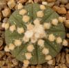 Astrophytum cultivar 'Line Areoles' SOM619/1 - Кактусы и суккуленты из Харькова от Оли и Сергея Мирошниченко