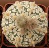 Astrophytum asterias cultivar 'Superkabuto' - Кактусы и суккуленты из Харькова от Оли и Сергея Мирошниченко