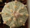 Astrophytum  cultivar - Кактусы и суккуленты из Харькова от Оли и Сергея Мирошниченко