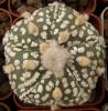 Astrophytum asterias cultivar 'Superkabuto' 5 ribs - Кактусы и суккуленты из Харькова от Оли и Сергея Мирошниченко