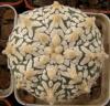 Astrophytum asterias cultivar 'Superkabuto' V-pattern - Кактусы и суккуленты из Харькова от Оли и Сергея Мирошниченко