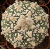 Astrophytum asterias cultivar 'Superkabuto' V - Кактусы и суккуленты из Харькова от Оли и Сергея Мирошниченко