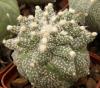 Astrophytum cultivar 'Kikko' SOM5121 - Кактусы и суккуленты из Харькова от Оли и Сергея Мирошниченко