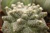 Astrophytum cultivar 'Kikko' SOM5121 - Кактусы и суккуленты из Харькова от Оли и Сергея Мирошниченко