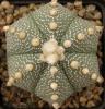 Astrophytum cultivar - Кактусы и суккуленты из Харькова от Оли и Сергея Мирошниченко