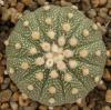 Astrophytum cultivar 'multicostatus' - Кактусы и суккуленты из Харькова от Оли и Сергея Мирошниченко